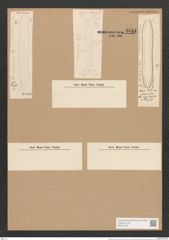 Nitzschia sibirica Grun. (de-Toni-Nr.: Genus 47, Species 2042) Zeichnungen Sammlung Grunow Nr. 4034 (NHMW-BOT-W0371849)